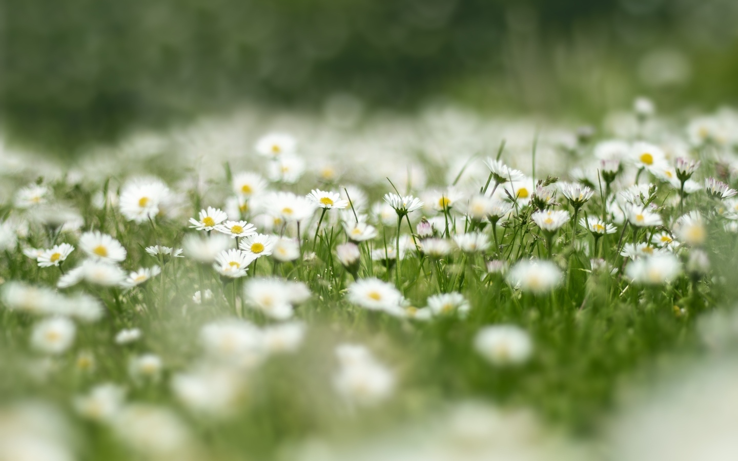 Поле с нежными белыми цветами маргаритки