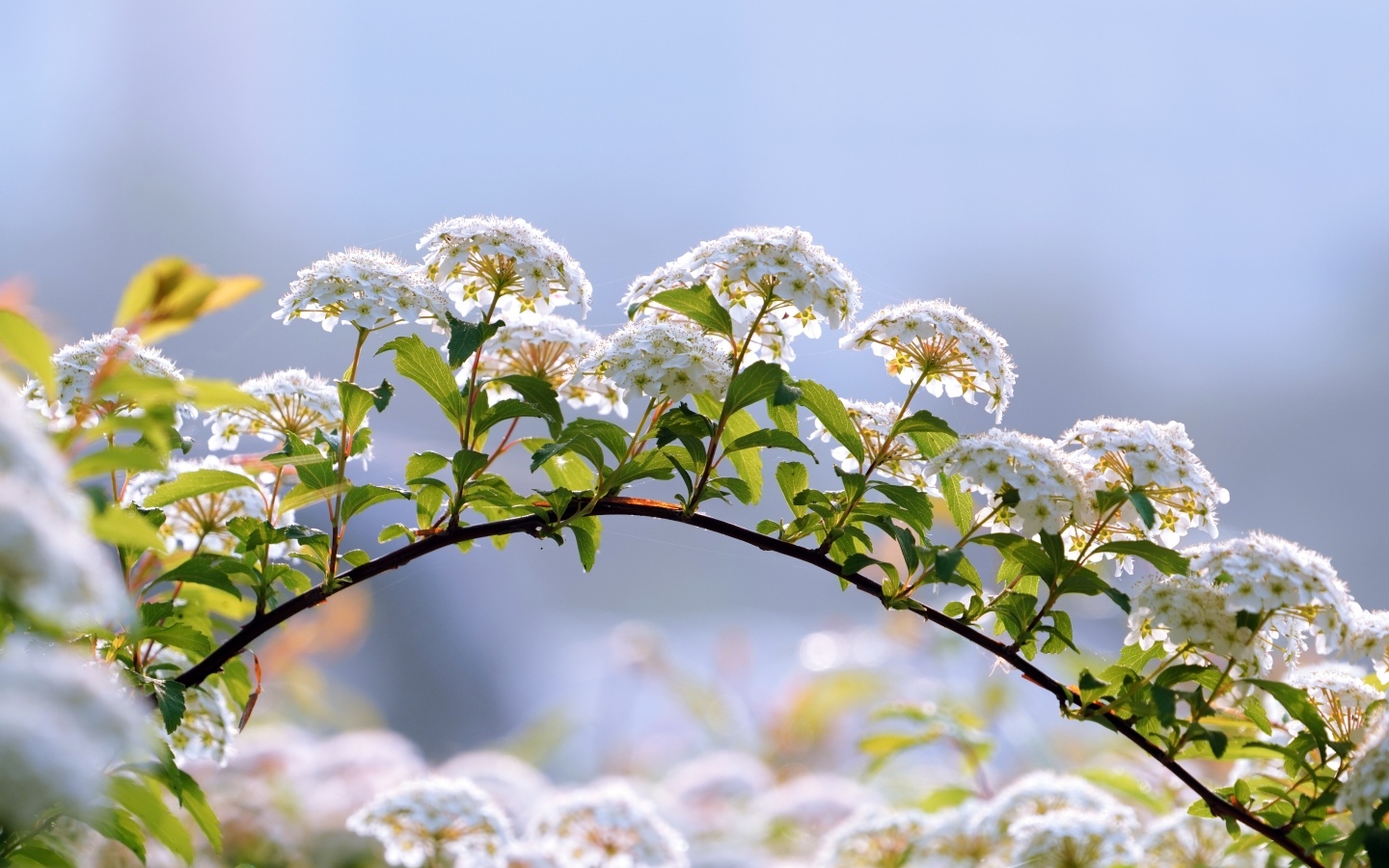 Цветущие ветки дерева весной на фоне неба
