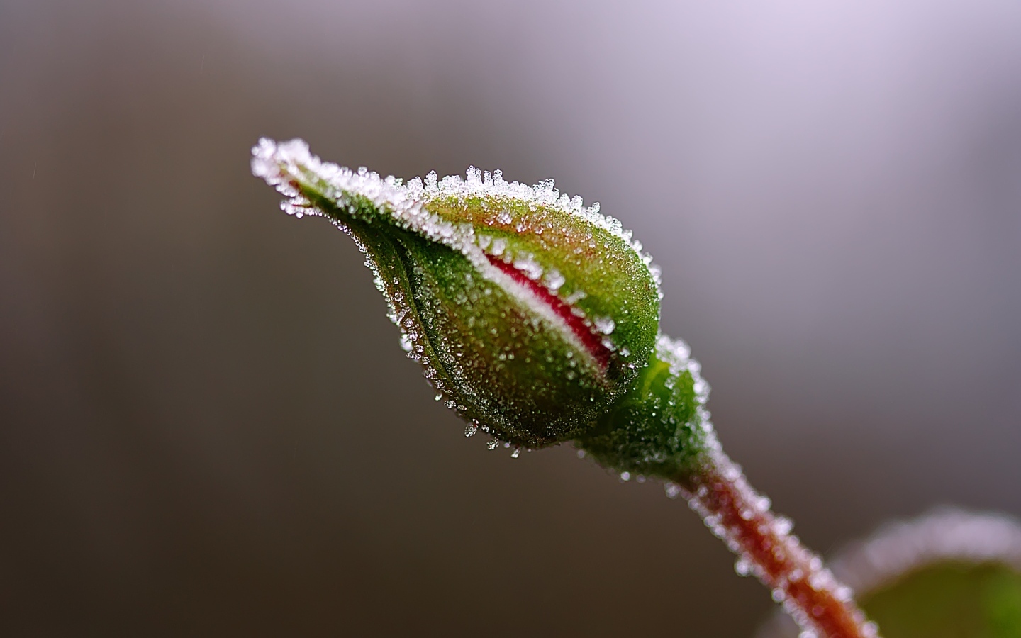 Покрытый инеем бутон розы крупным планом