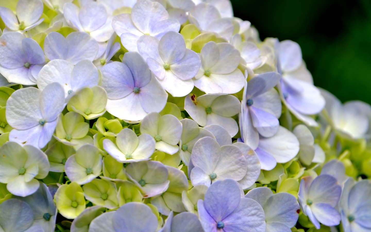 Цветы гортензии крупным планом