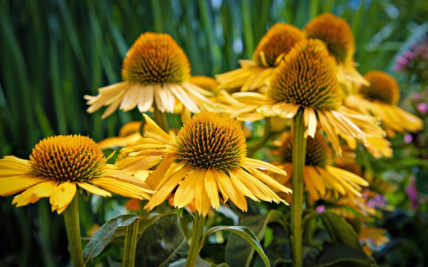 Крупные цветы эхинацеи крупным планом