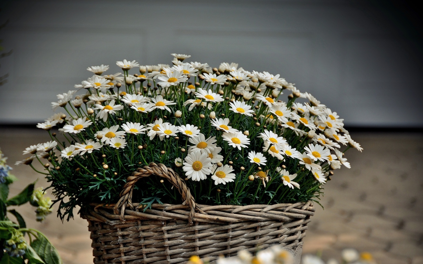Large basket with chamomile flowers