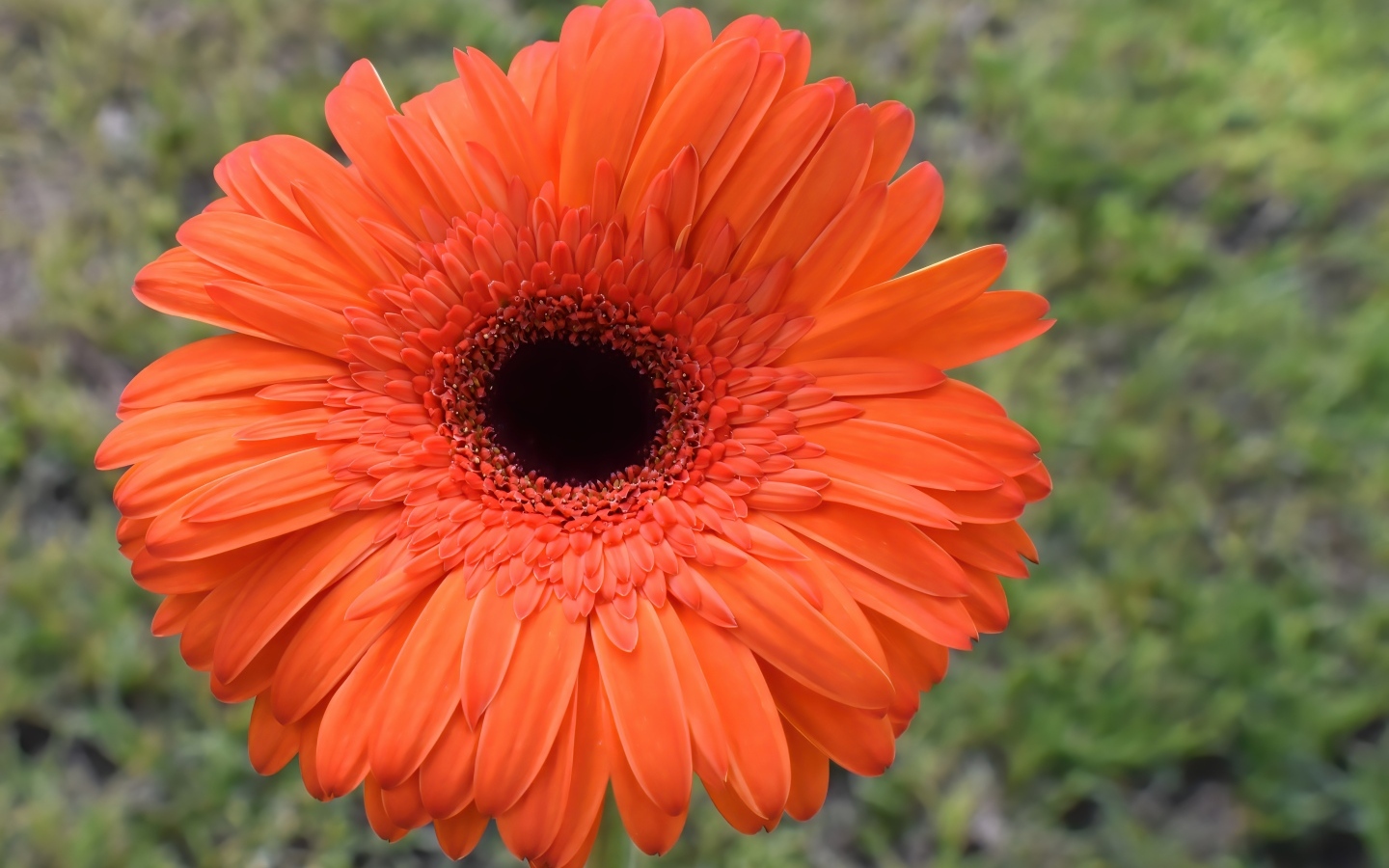 Крупный цветок оранжевой герберы