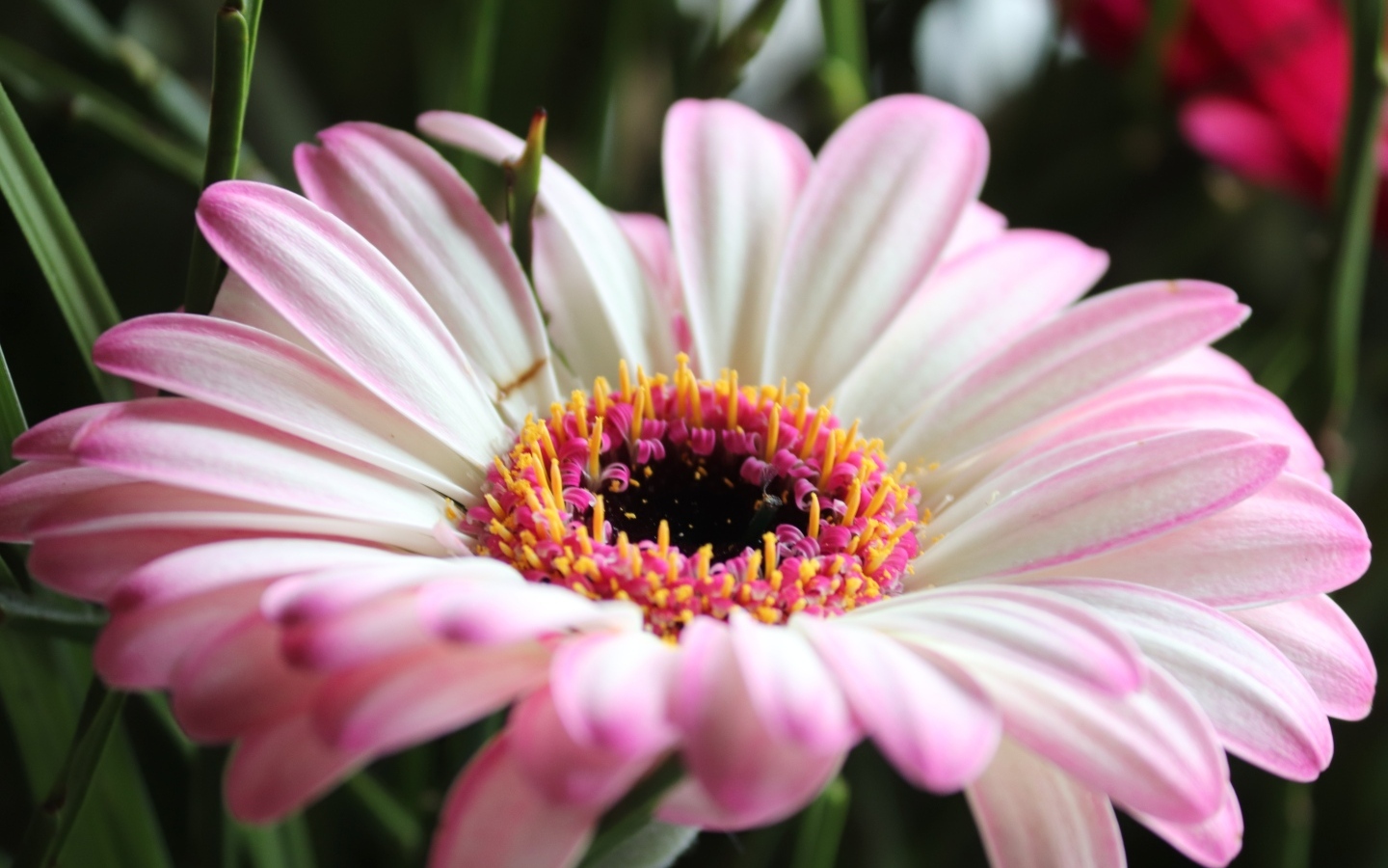 Большой розовый цветок гербера крупным планом