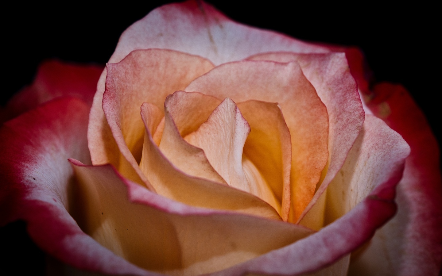 Большой розовый цветок розы на черном фоне