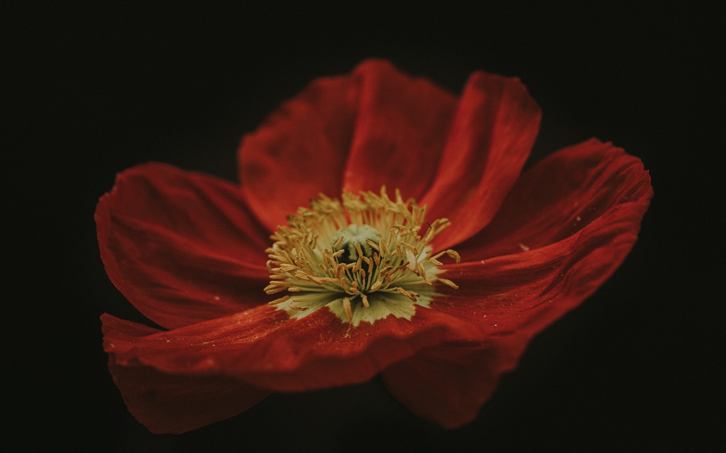 Крупный цветок красного мака на черном фоне