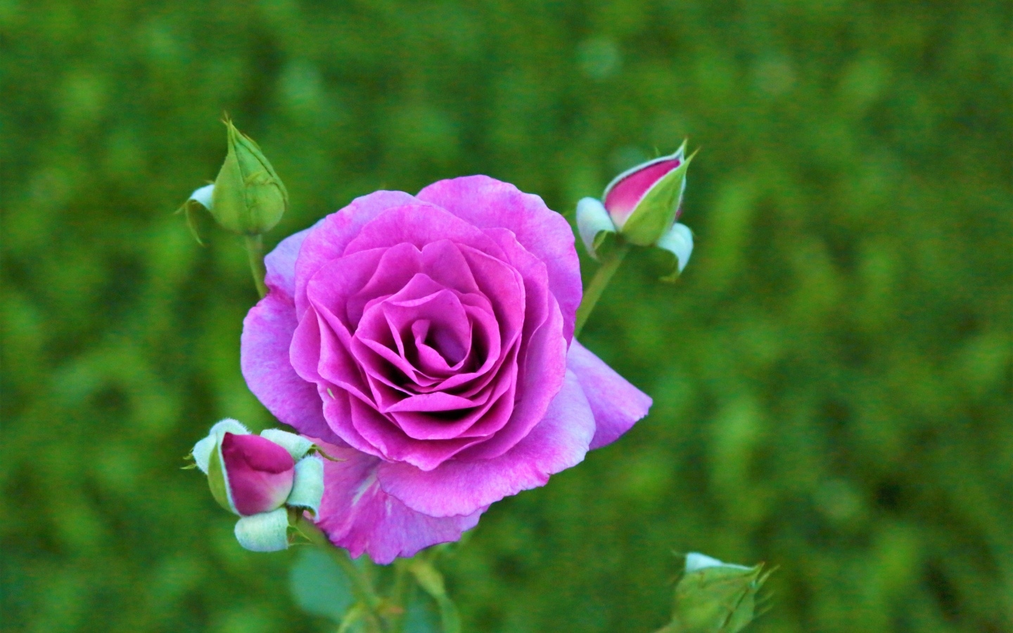 Сиреневая роза с бутонами на клумбе