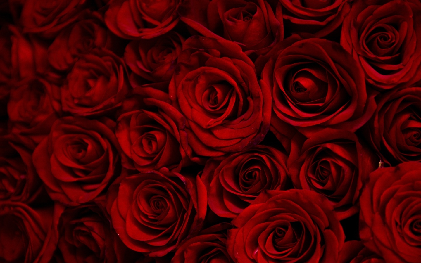 Много больших бордовых роз крупным планом