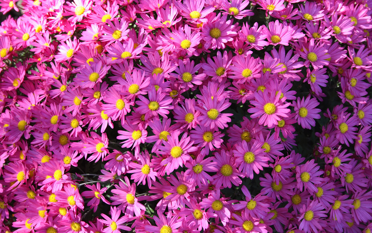 Много розовых цветов хризантемы