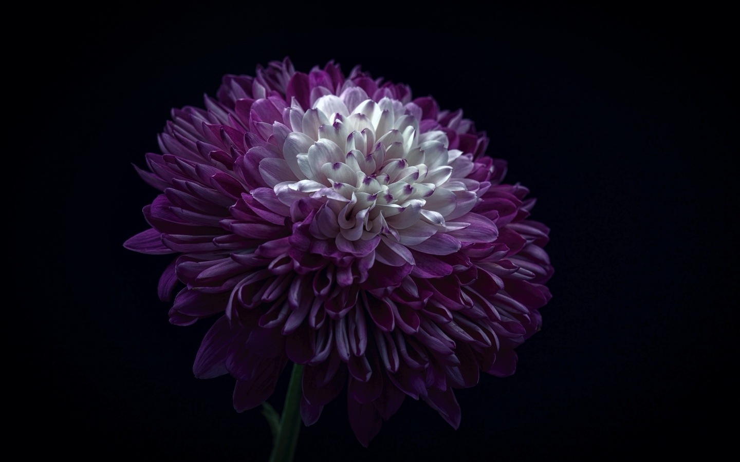 Пышная сиреневая хризантема на черном фоне