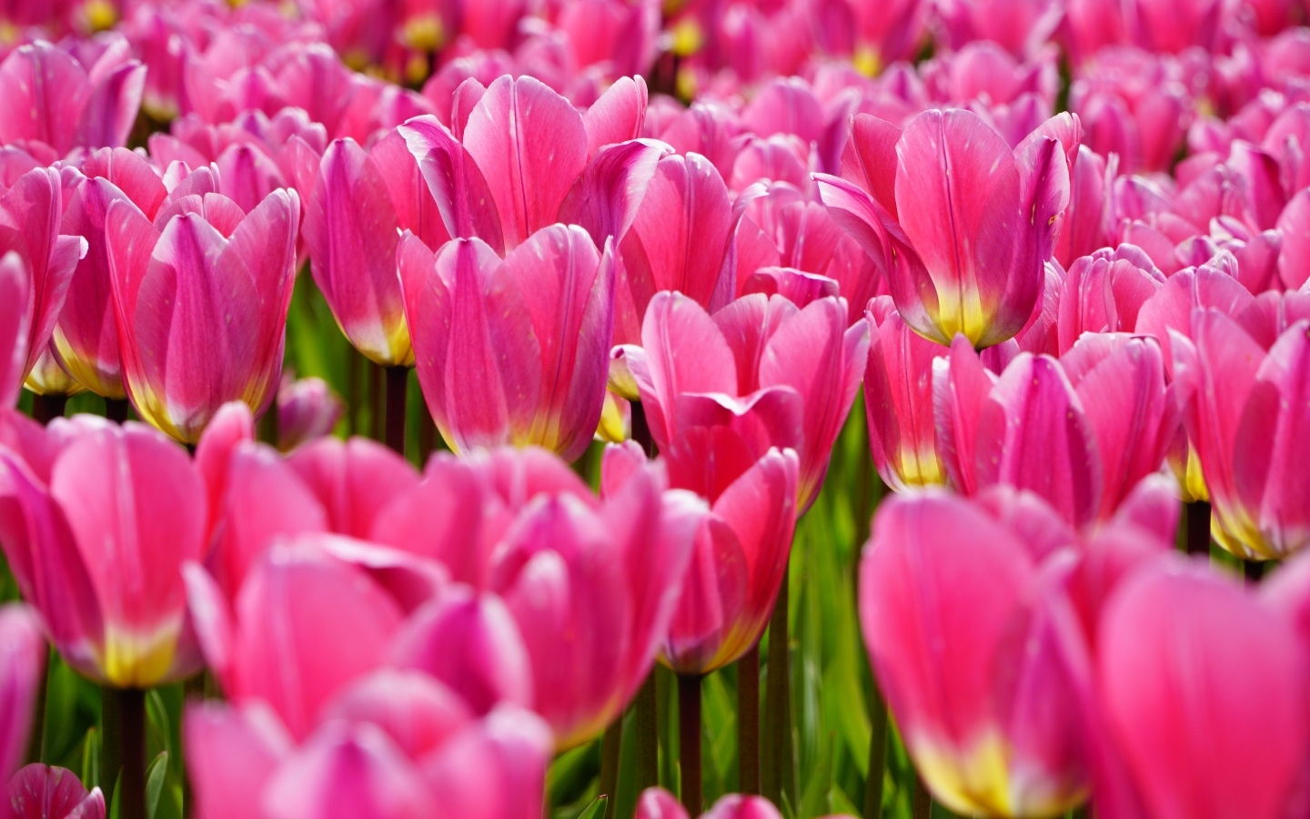 Много красивых розовых тюльпанов на поле