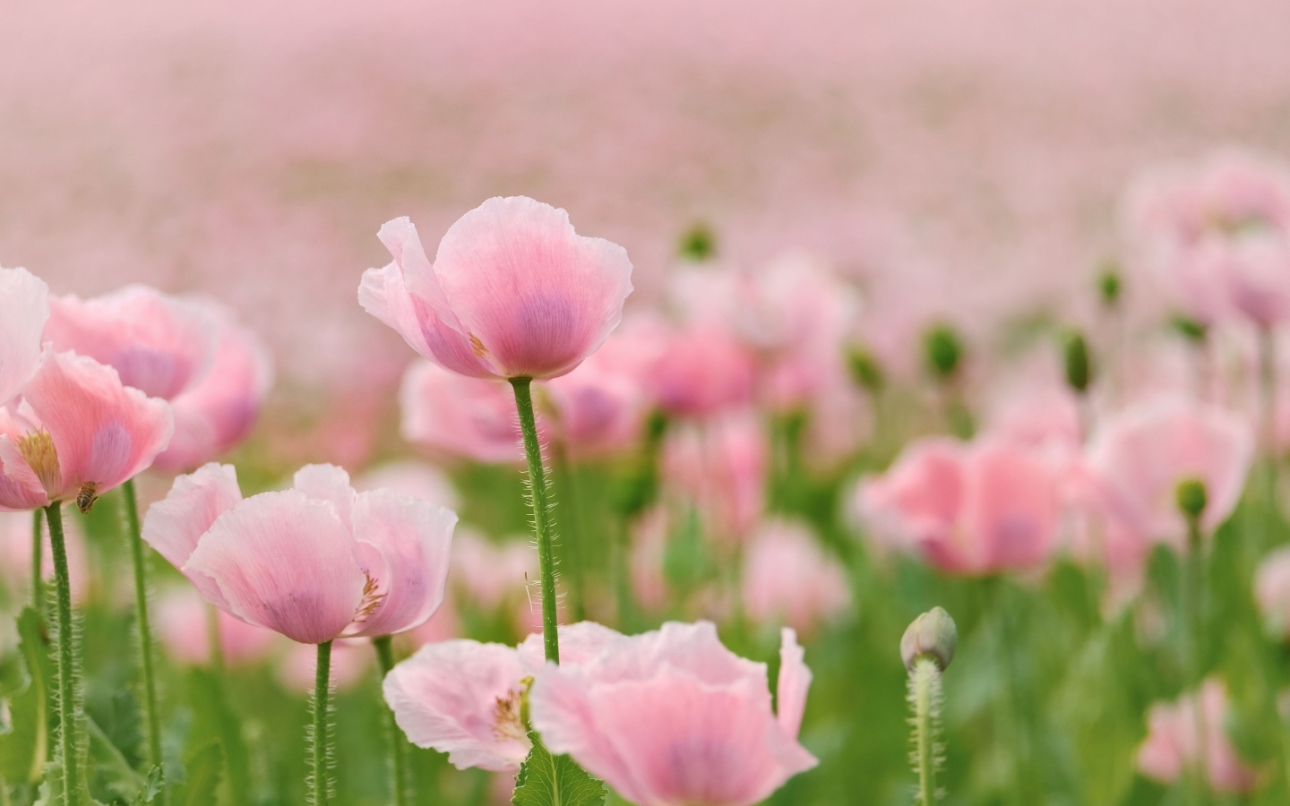 Много розовых цветов мака на поле