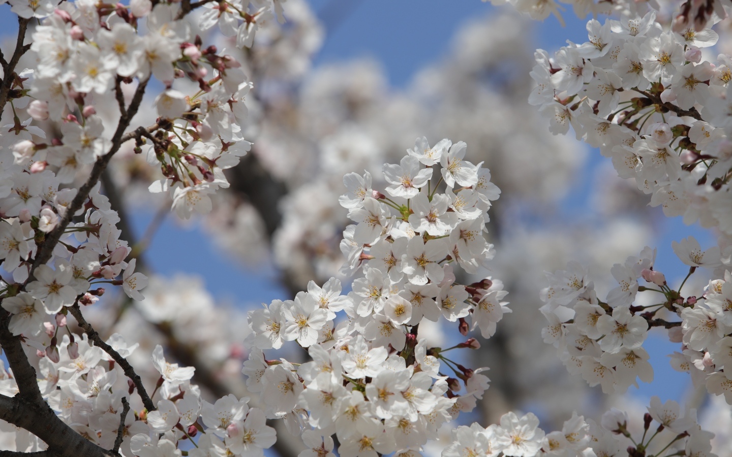 Много белых ароматных цветов на ветках вишни