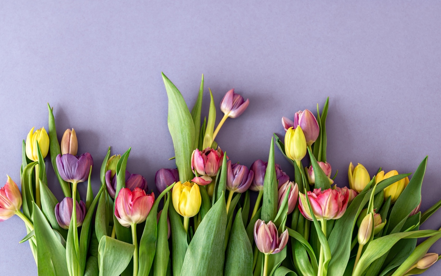 Разноцветные тюльпаны на сером фоне