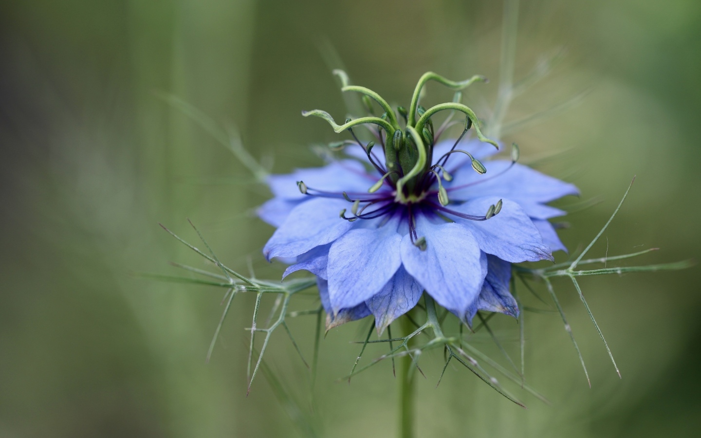 Цветок Чернушка дамасская крупным планом