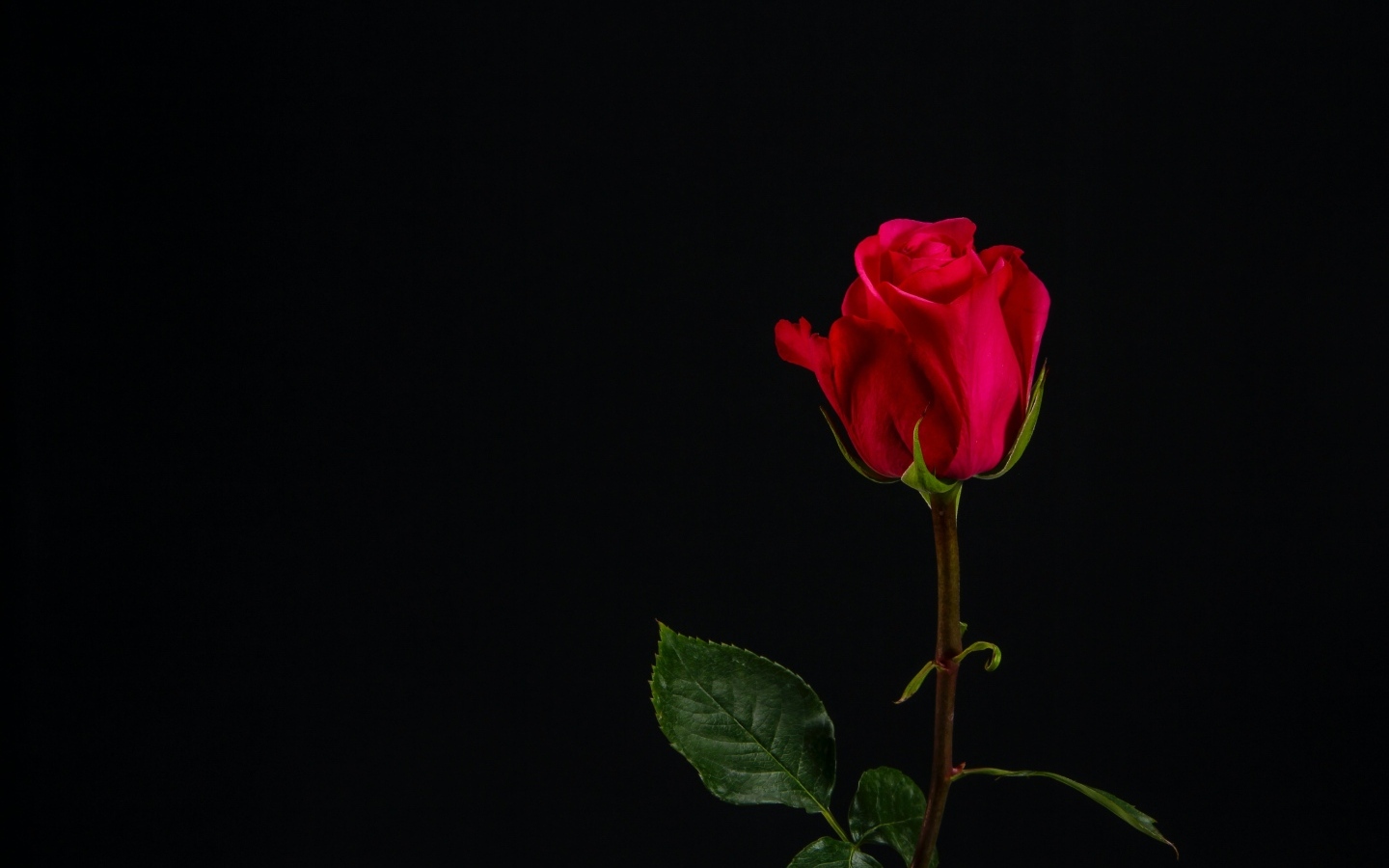 Одна красная роза на черном фоне
