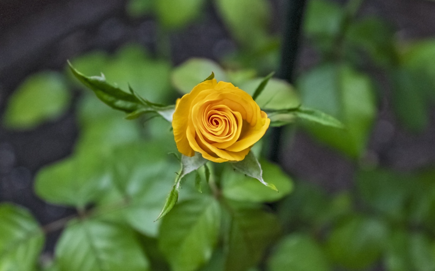 Оранжевая распускающаяся роза вид сверху