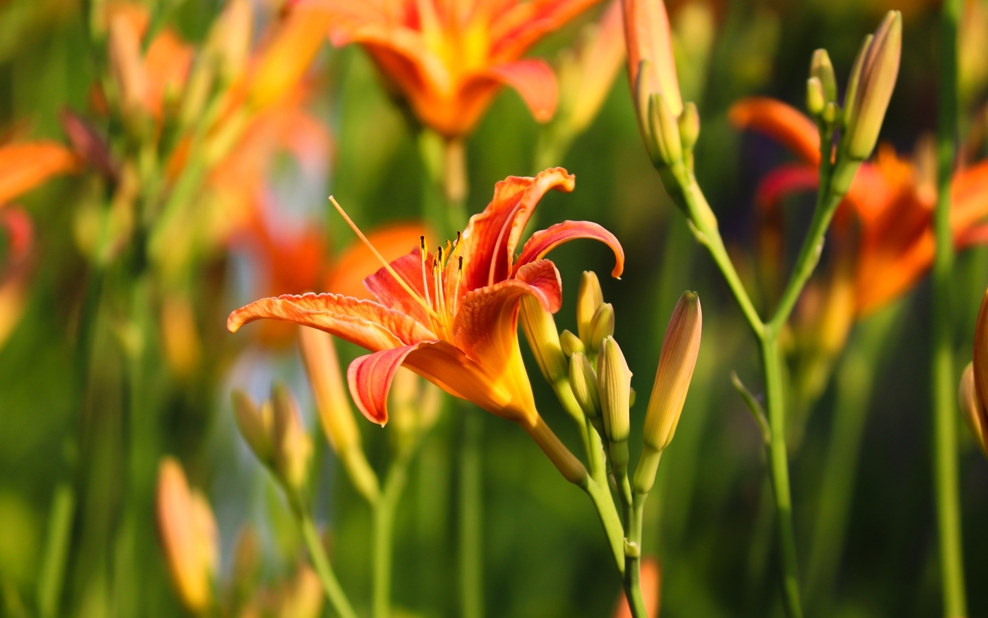 Оранжевые цветы лилейник с бутонами в лучах солнца