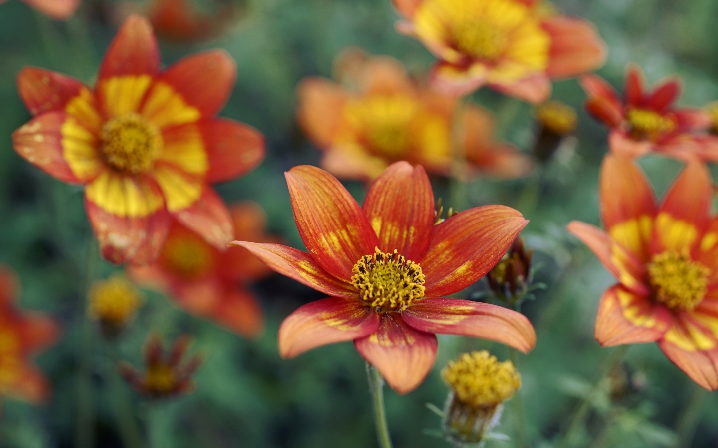 Оранжевые цветы на клумбе в саду