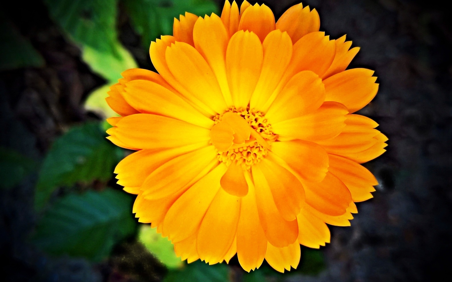 Оранжевый цветок календулы крупным планом