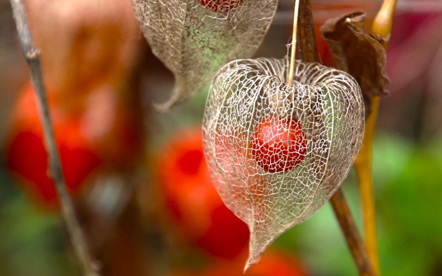 Цветок физалиса с ягодой внутри