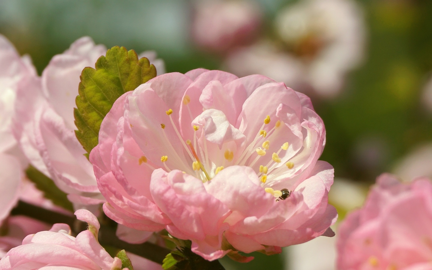 Розовые цветы луизеания в лучах солнца