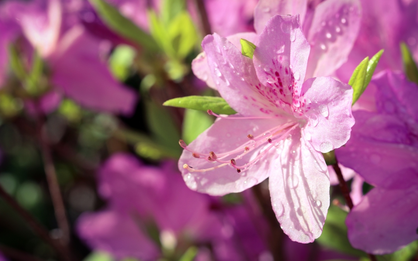 Розовые цветы Рододендрон в каплях росы