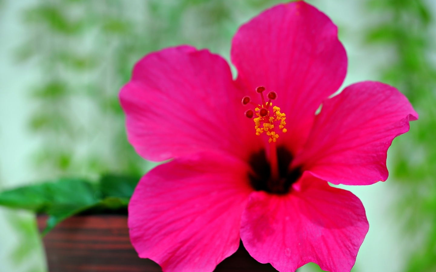 Розовый яркий цветок гибискуса крупным планом