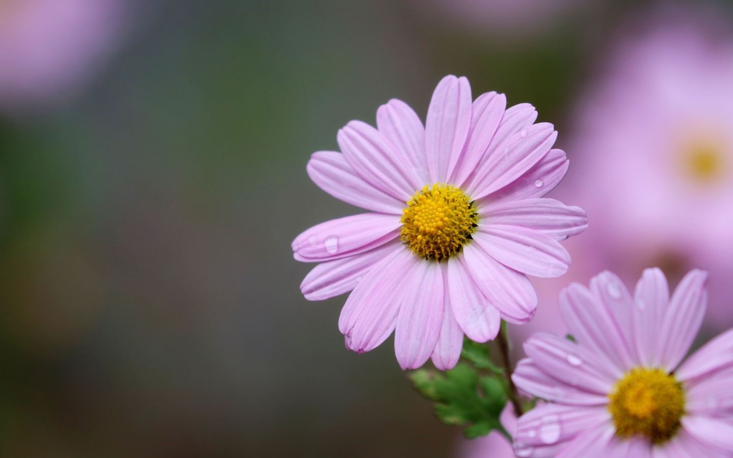 Розовые ромашковидные хризантемы крупным планом