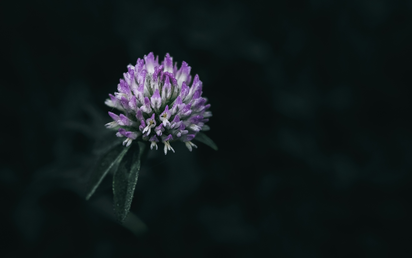 Розовый цветок клевера крупным планом