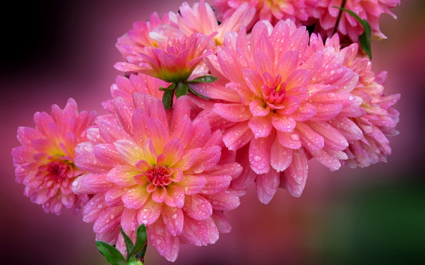 Розовые цветы георгина в каплях росы