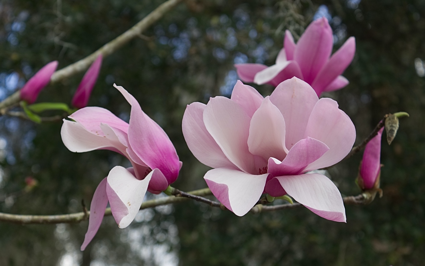 Розовые нежные цветы магнолии на ветке