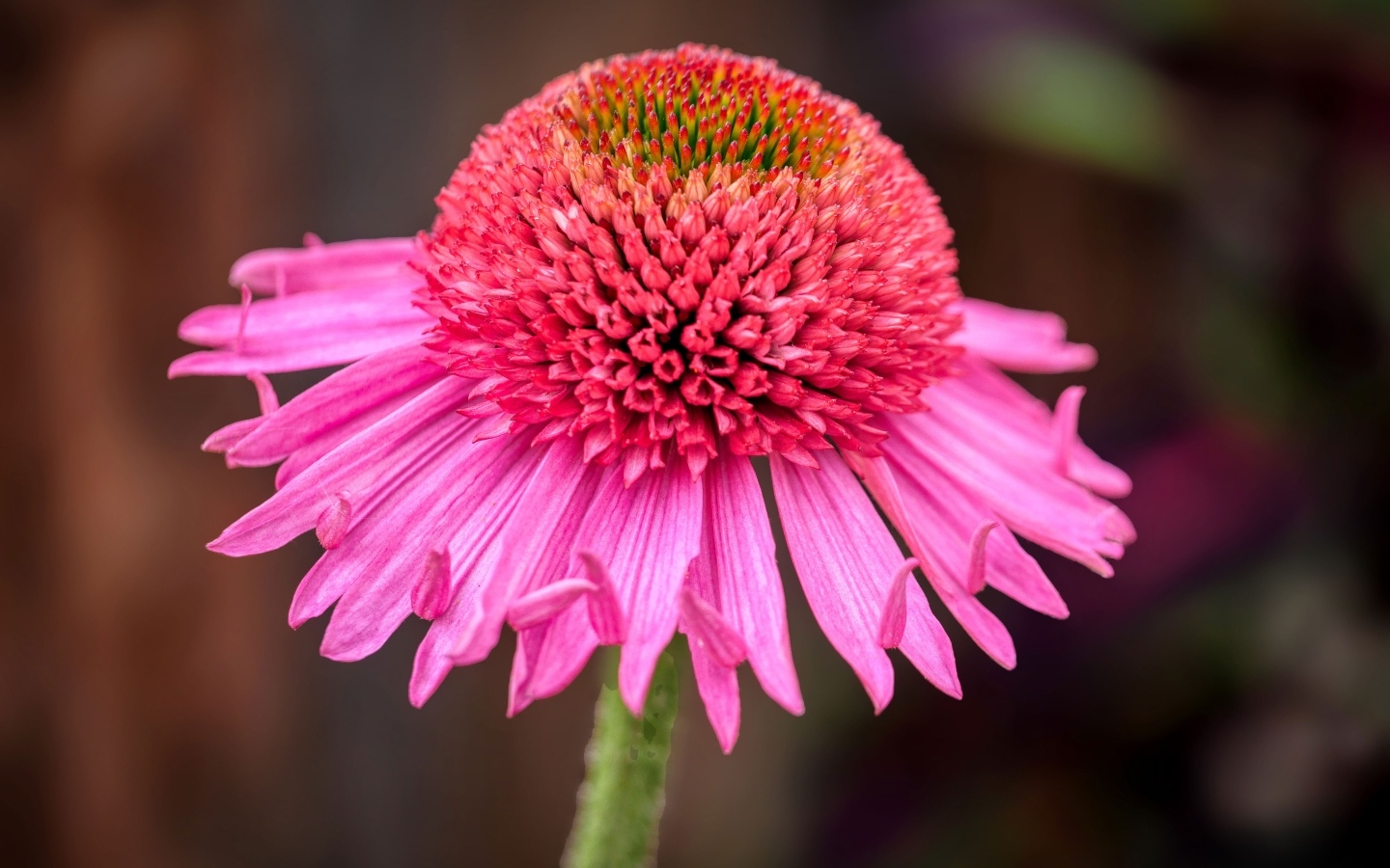 Розовый цветок эхинацеи крупным планом