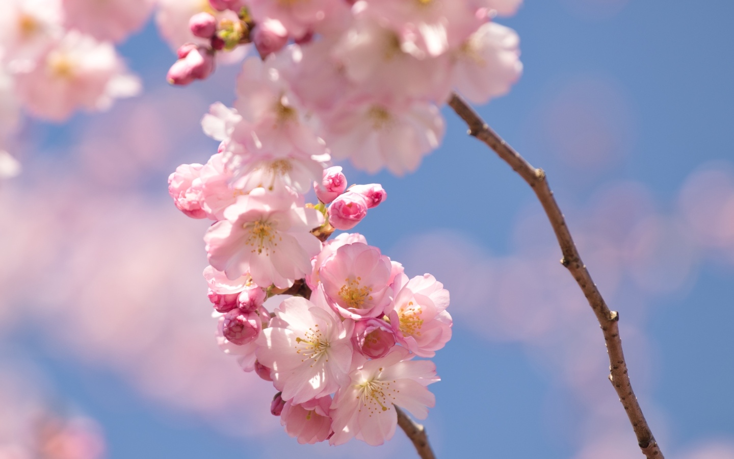 Розовые цветы на ветке на фоне голубого неба весной