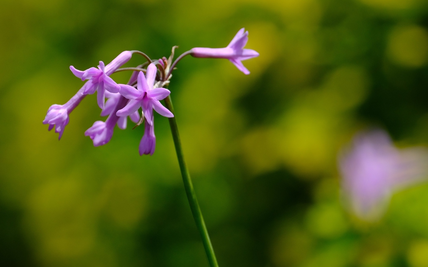 Розовые цветы на ветке растения крупным планом