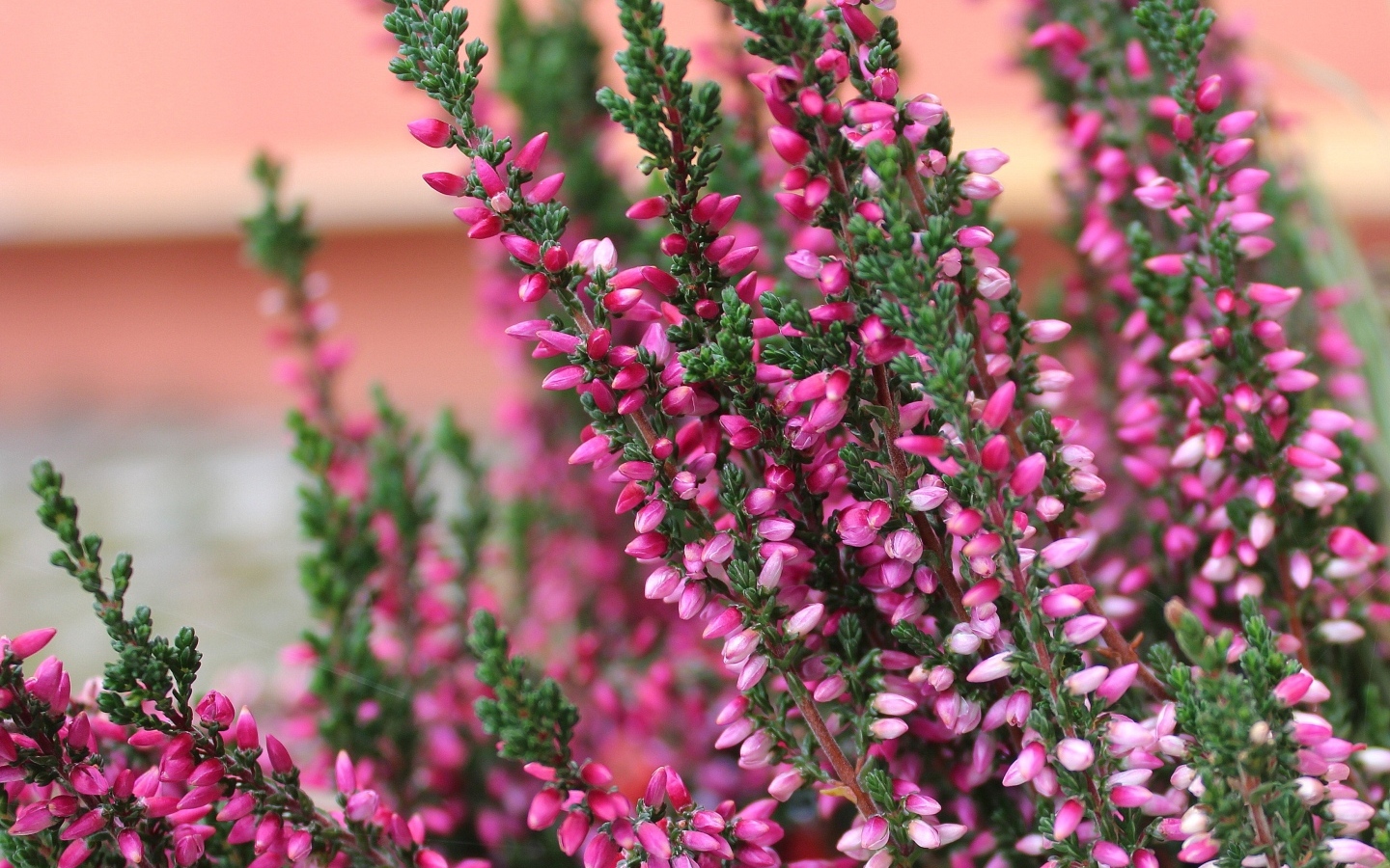 Розовые цветы вереска крупным планом