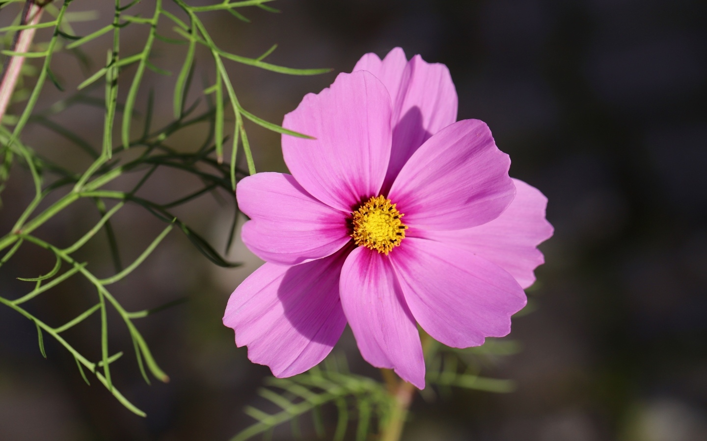 Розовый цветок космея крупным планом