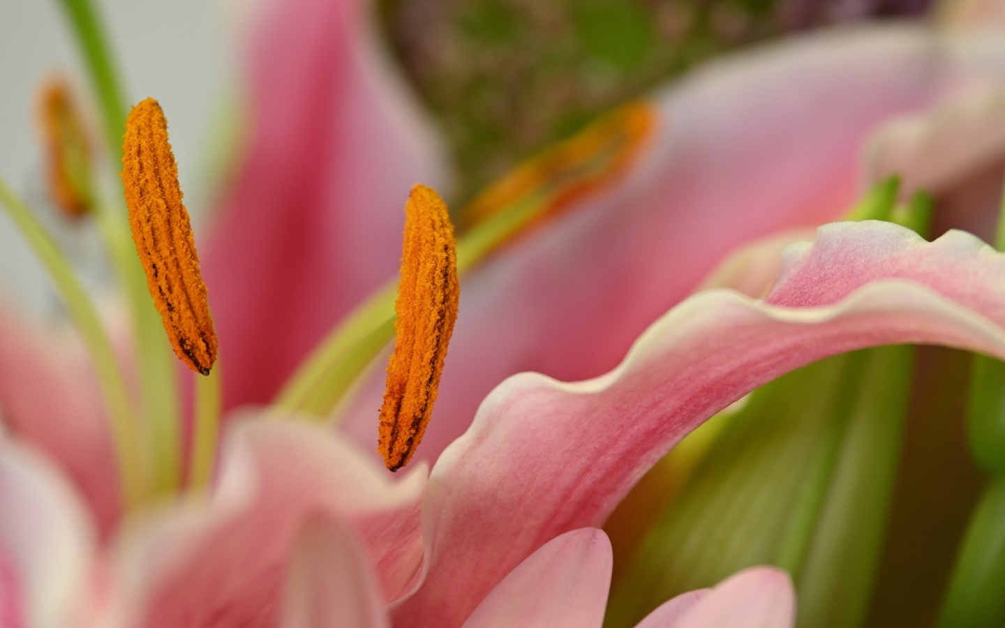 Розовая лилия с крупными  тычинками