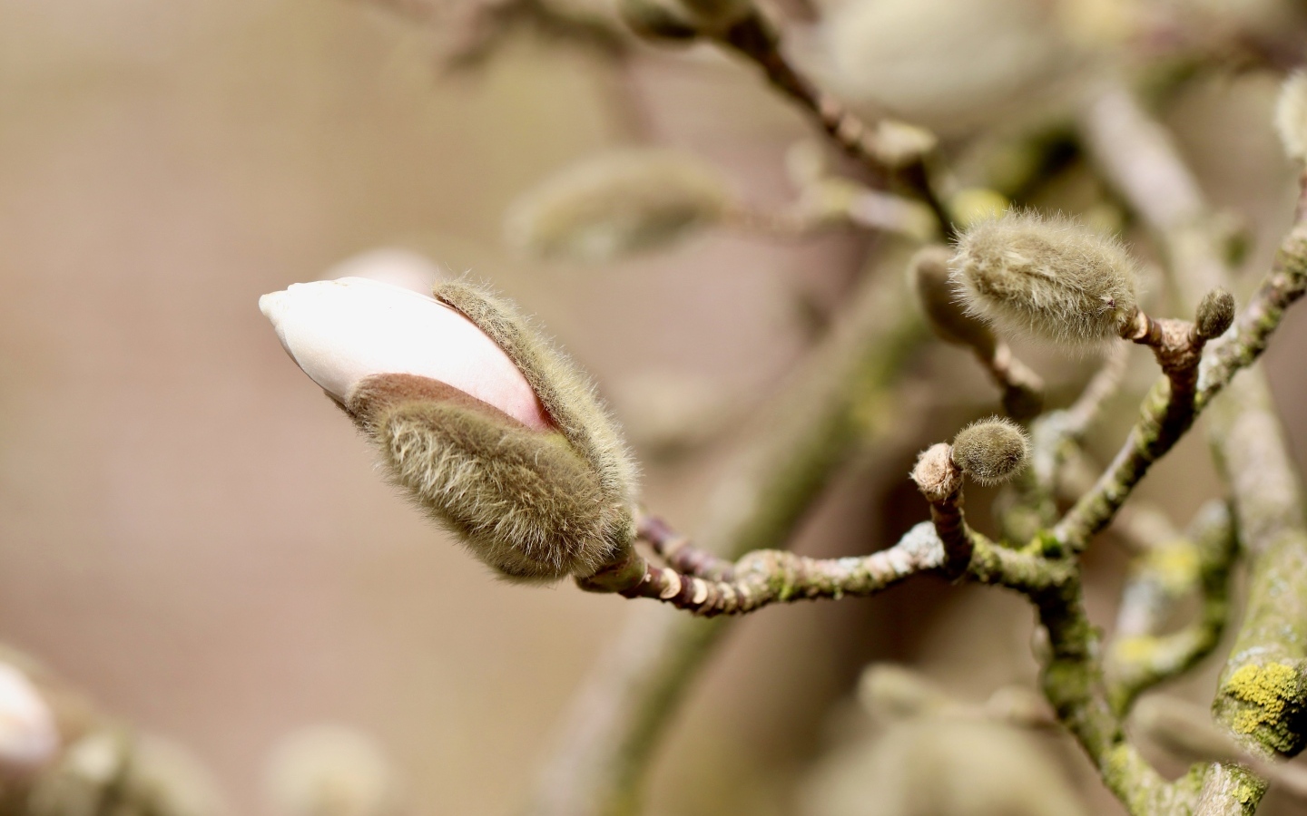 Розовый цветок магнолии распускается на ветке