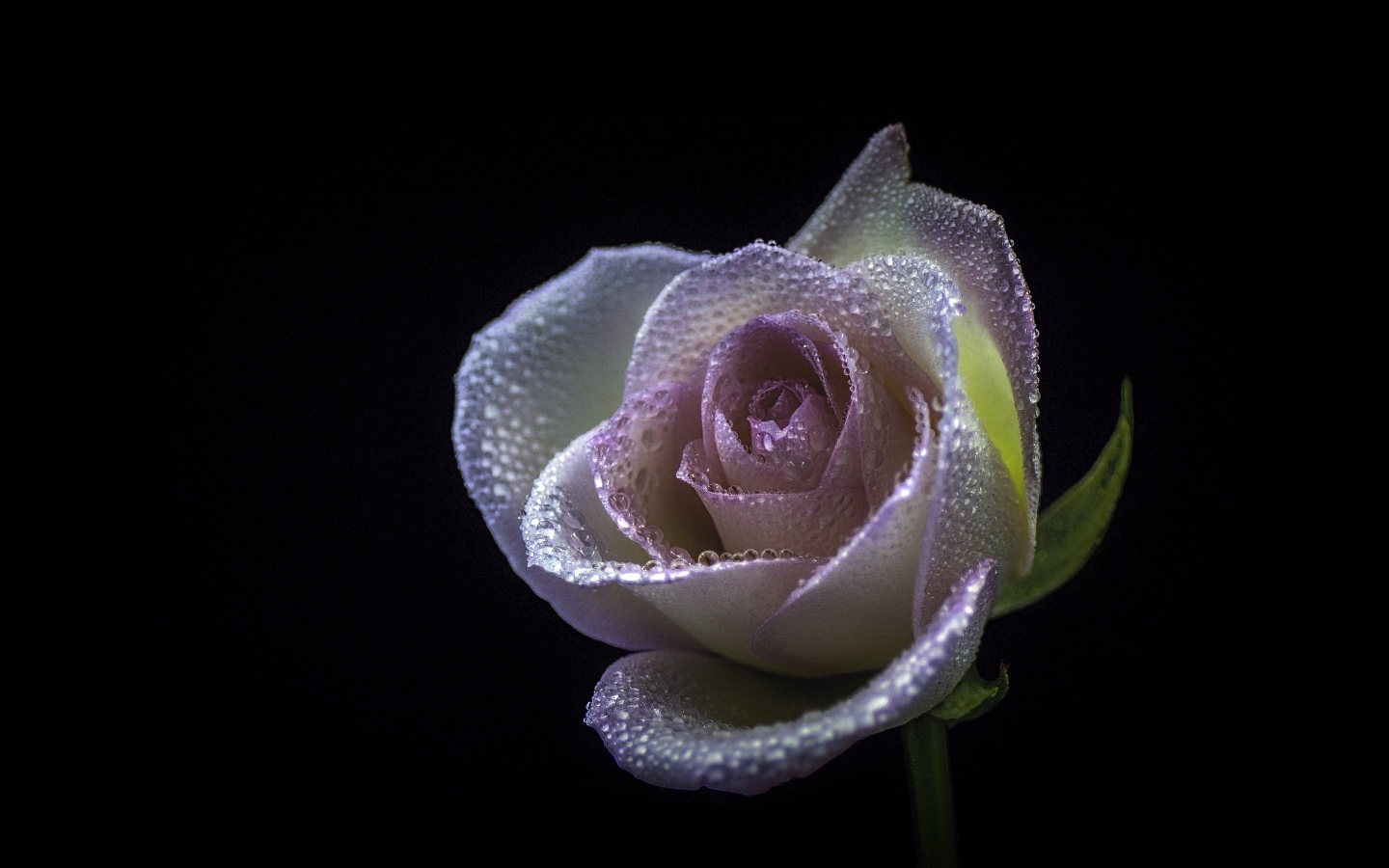 Розовый цветок розы в каплях  росы на черном фоне