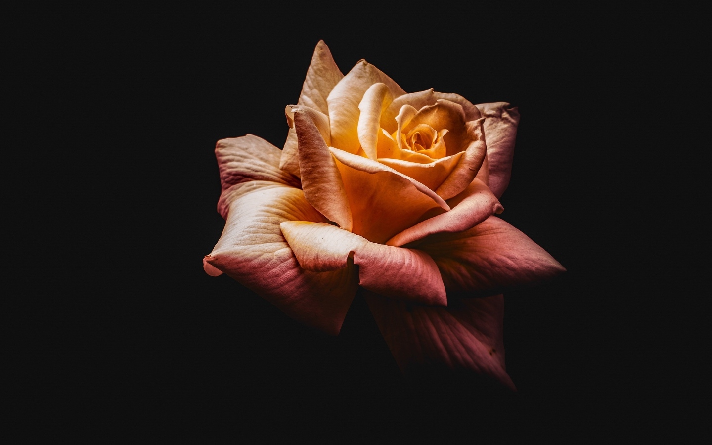 Розовый цветок розы на черном фоне