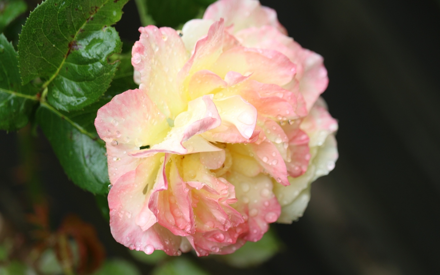 Розовая роза в каплях росы на клумбе