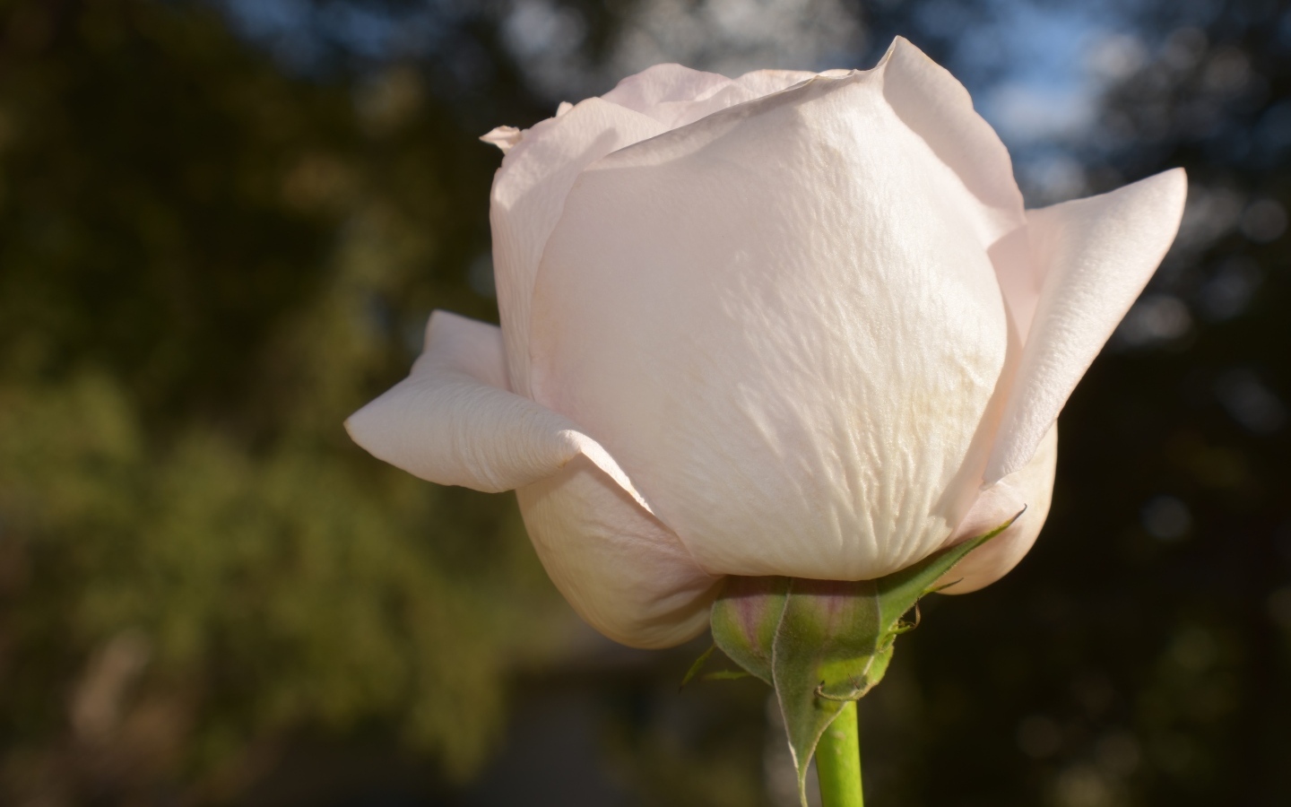 Розовая роза в лучах солнца крупным планом