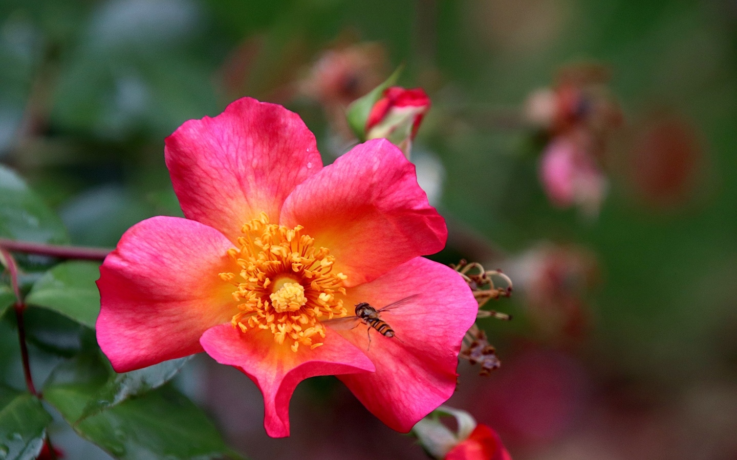 Розовый цветок шиповника с пчелой