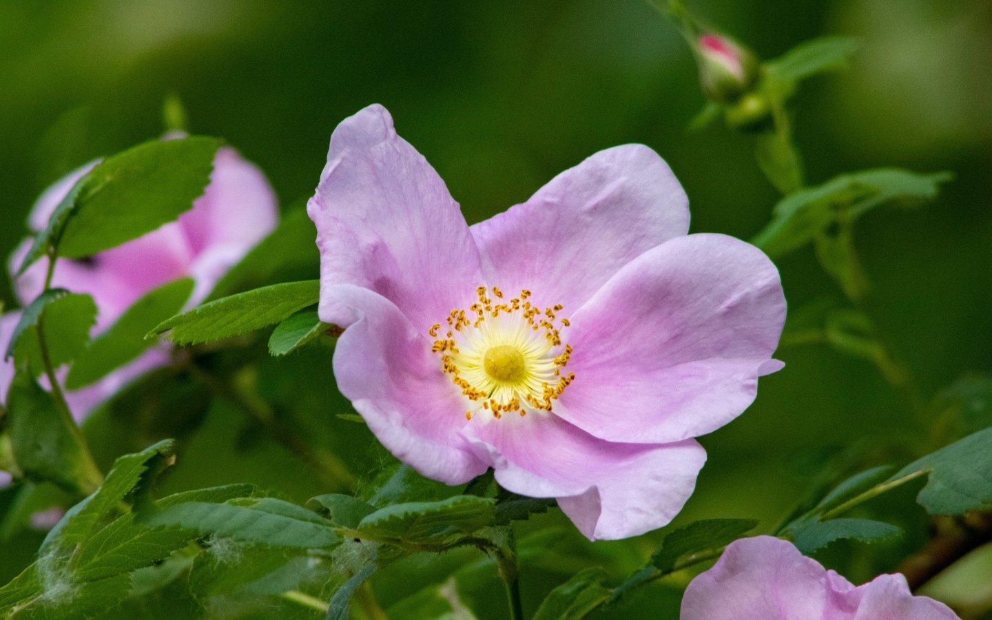 Розовые цветы шиповника крупным планом