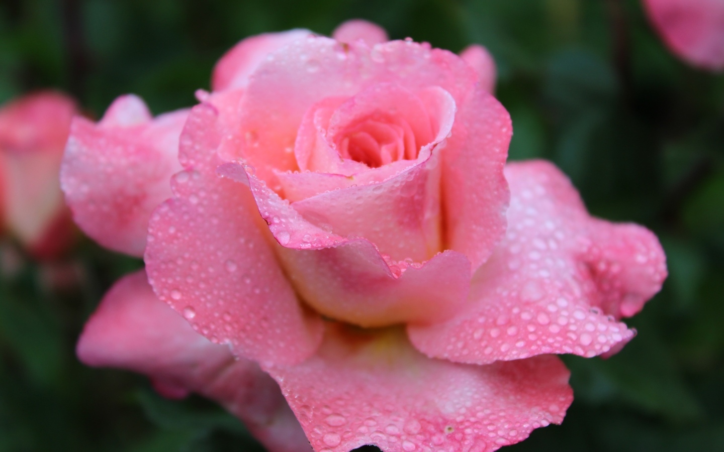 Розовая чайная роза в каплях дождя