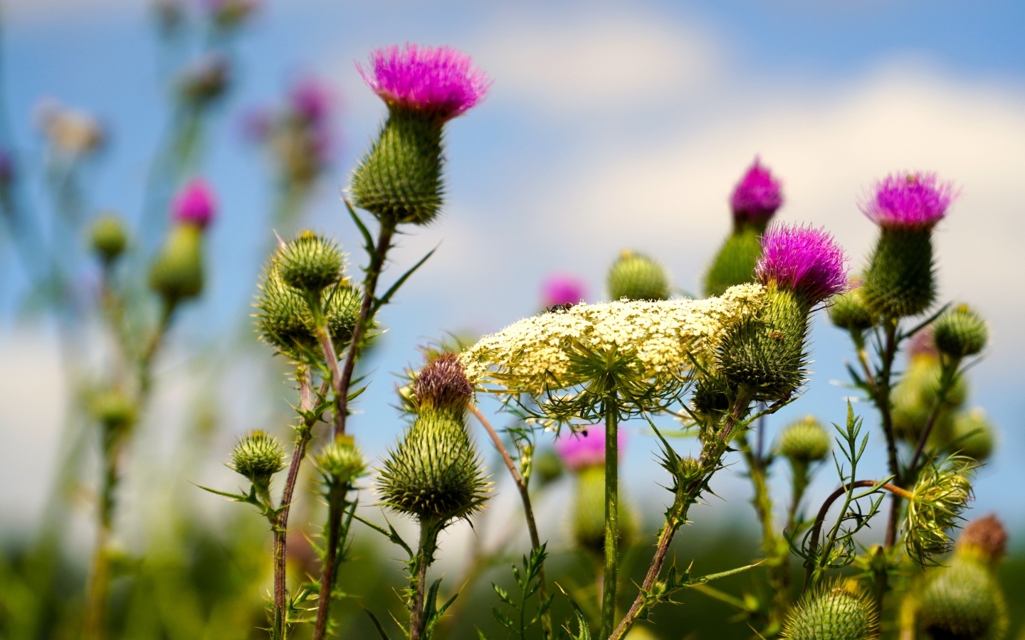 Розовые цветы расторопши на поле