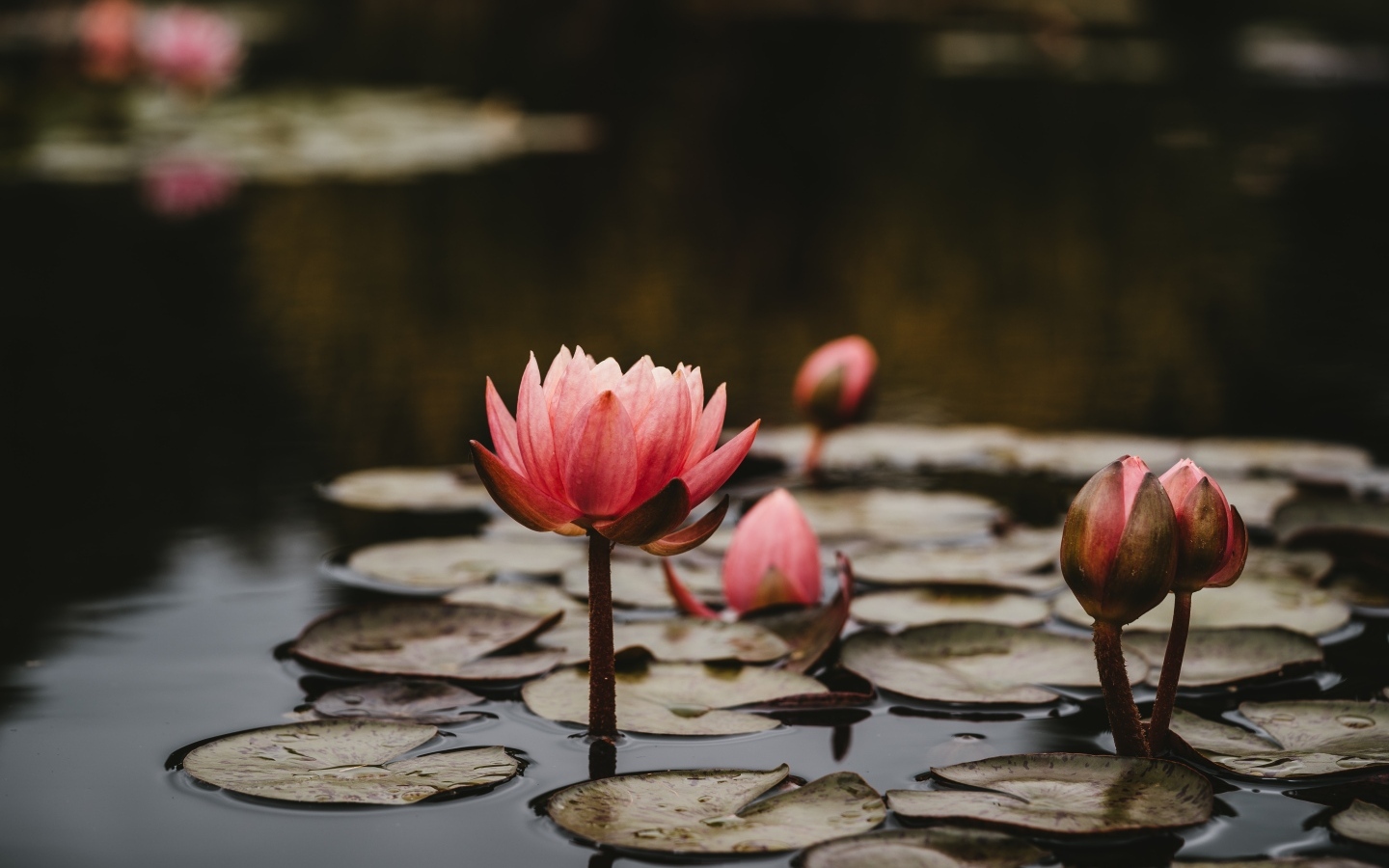 Розовые цветы водяной лилии с бутонами в пруду
