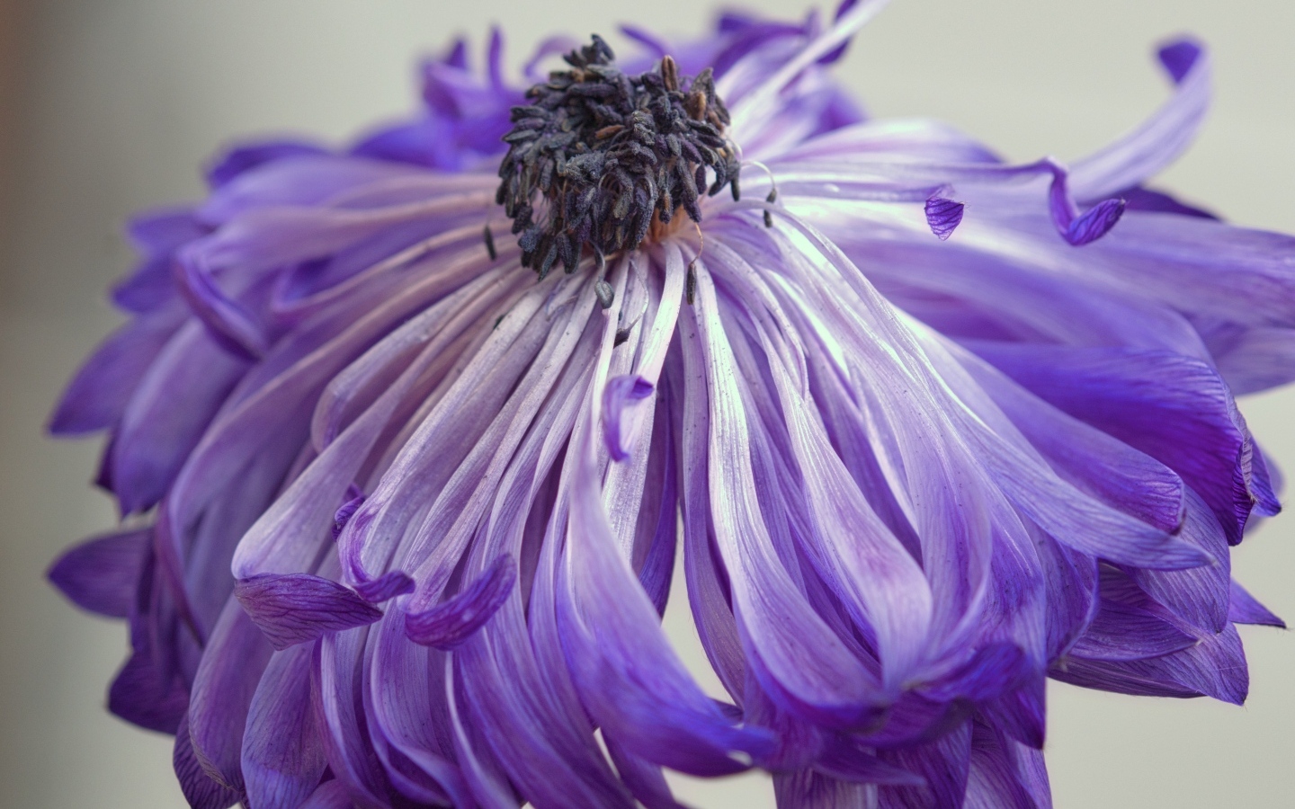 Фиолетовый цветок анемоны крупным планом