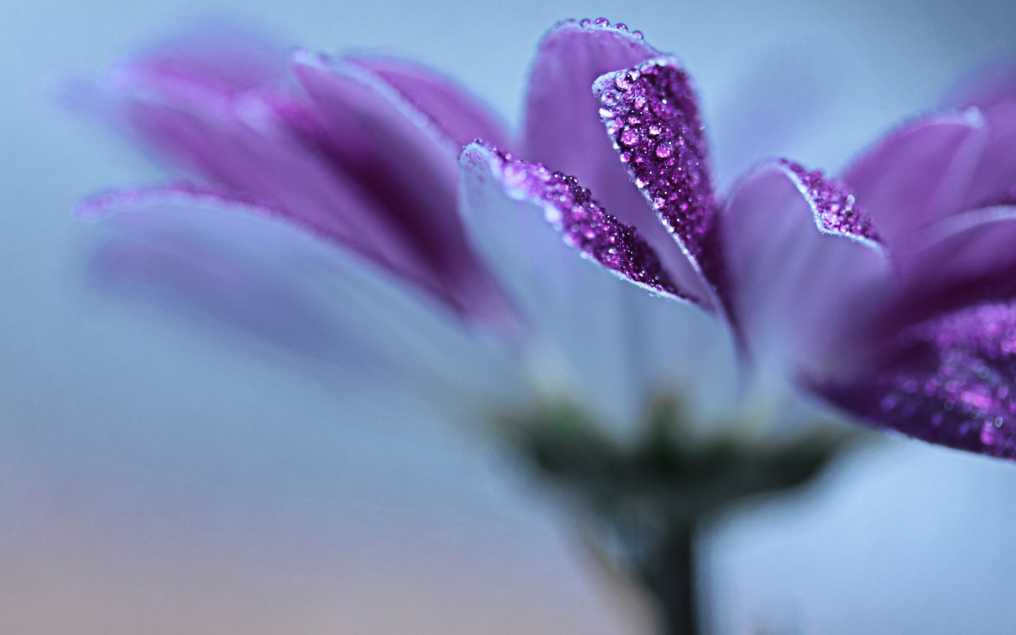 Лепестки фиолетовой герберы в каплях росы